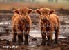 Highland Cow's in the Mud (AZ)