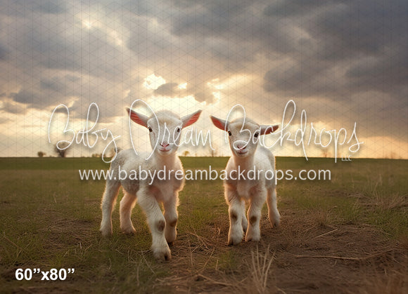 Lambs in the Pasture (AZ)