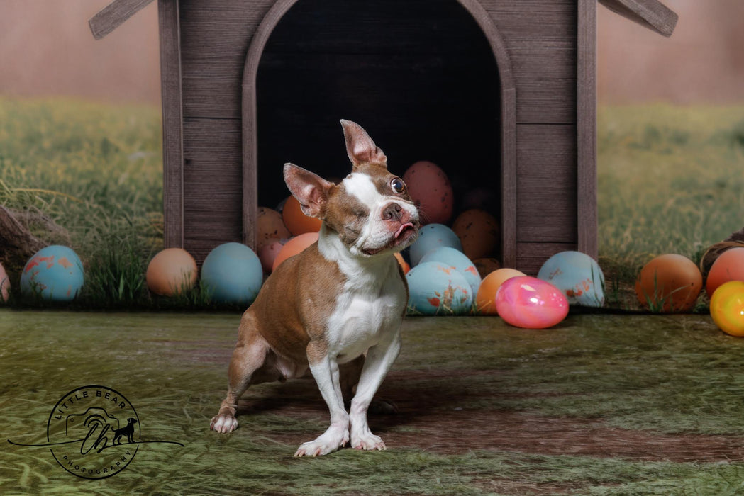 Easter Egg Puppy House (JA)
