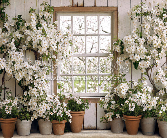 Apple Blossom Barn Window (JA)