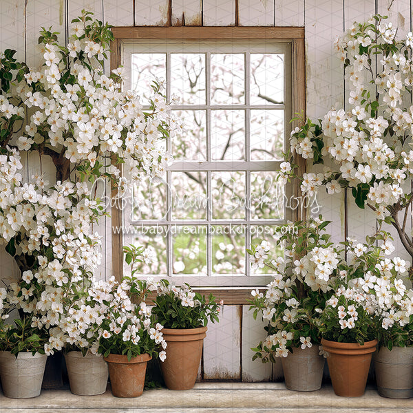 X Drop Apple Blossom Barn Window (JA)