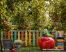 Apple Orchard Learning (GO)
