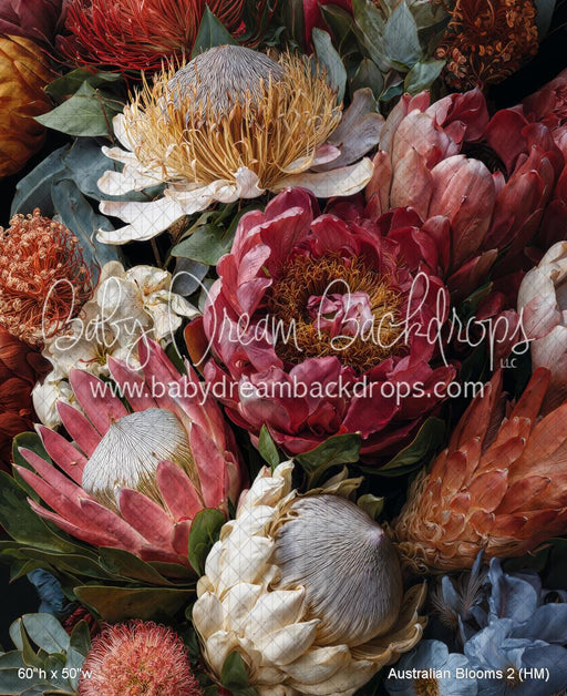 Australian Blooms 2 (HM)