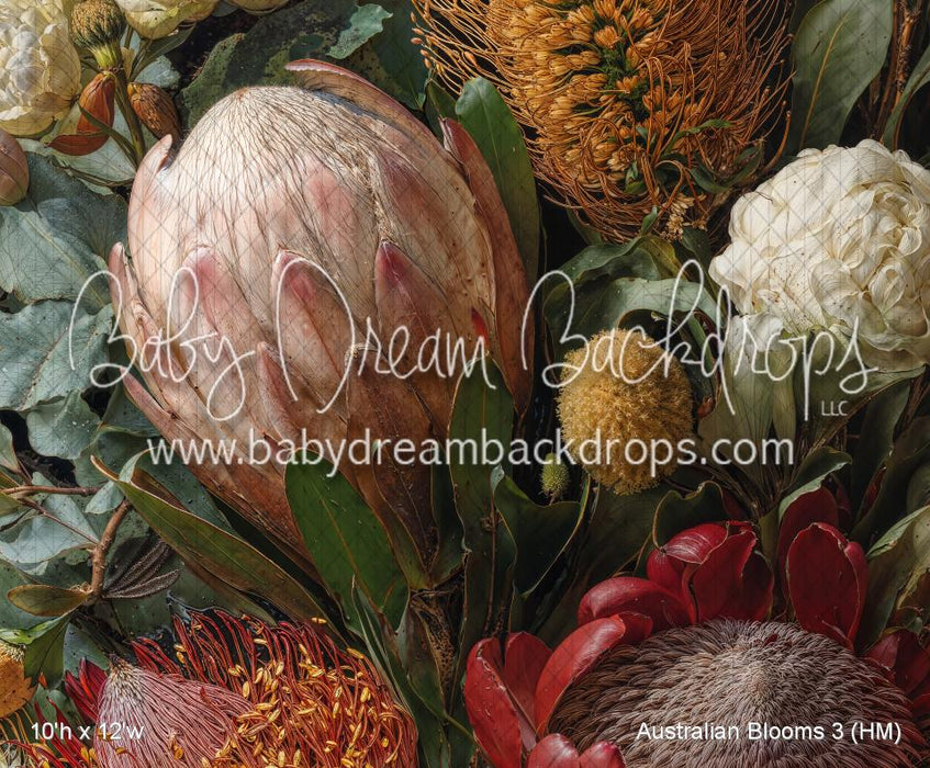 Australian Blooms 3 (HM)