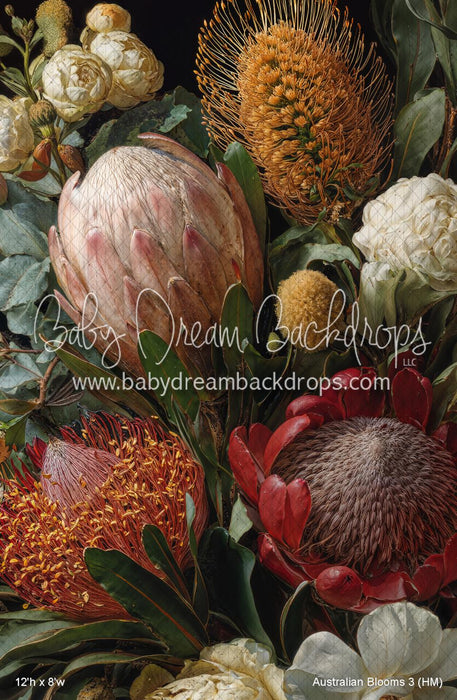 Australian Blooms 3 (HM)