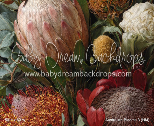 Australian Blooms 3 (HM)