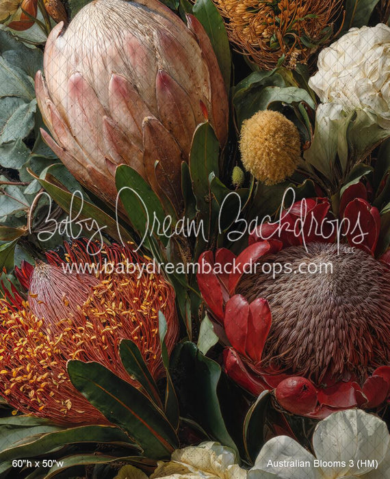 Australian Blooms 3 (HM)