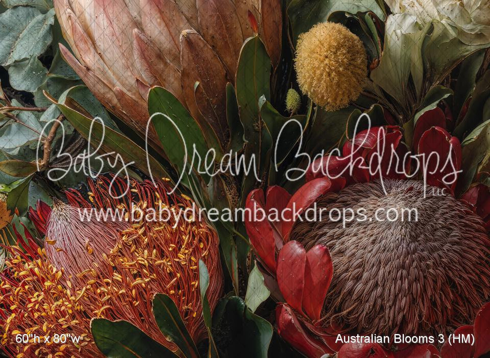 Australian Blooms 3 (HM)