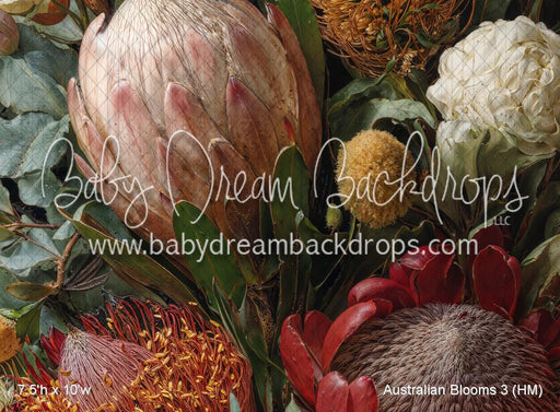 Australian Blooms 3 (HM)