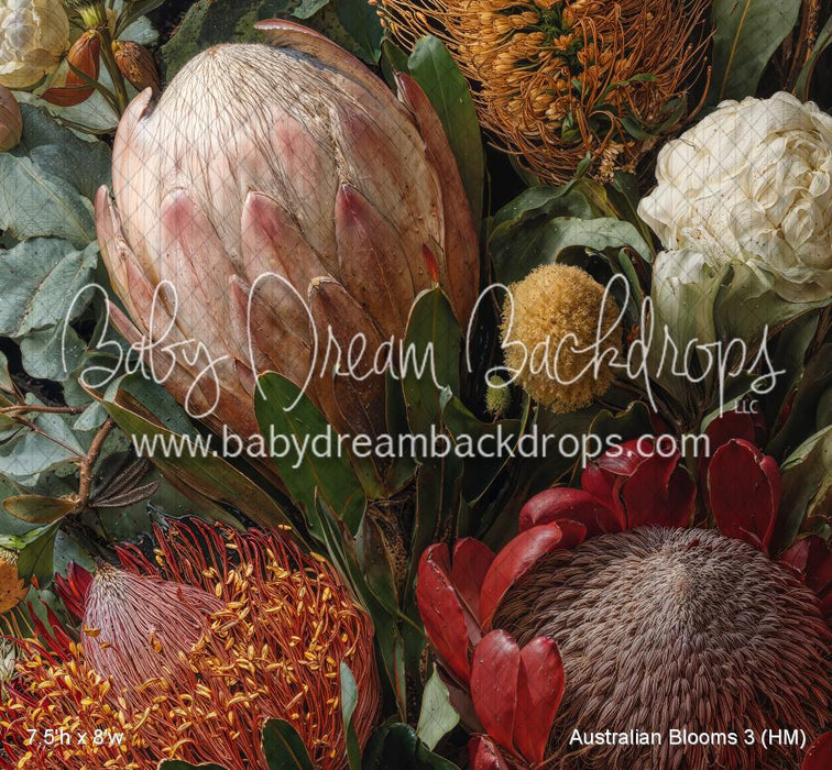 Australian Blooms 3 (HM)