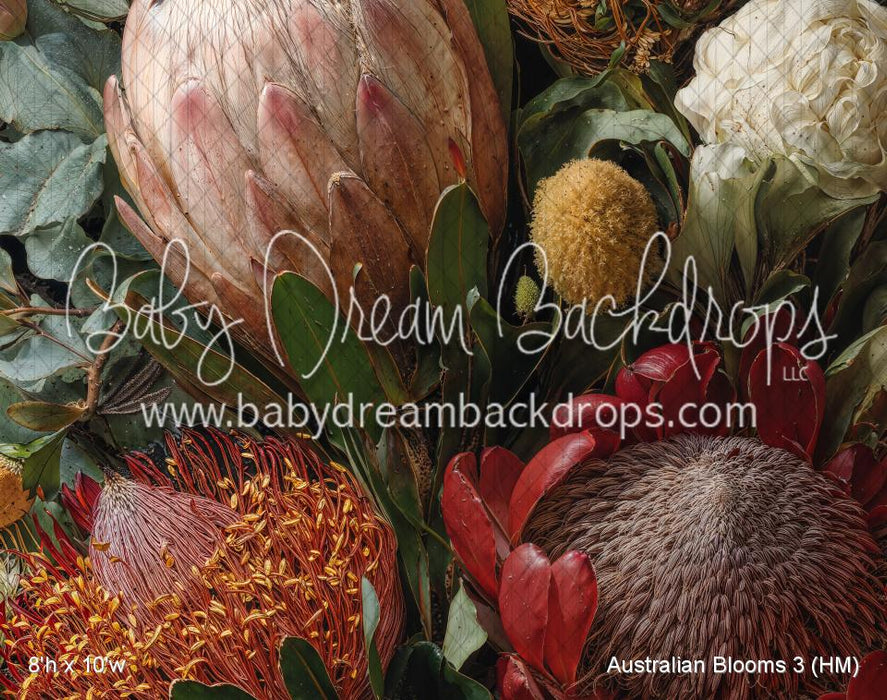 Australian Blooms 3 (HM)