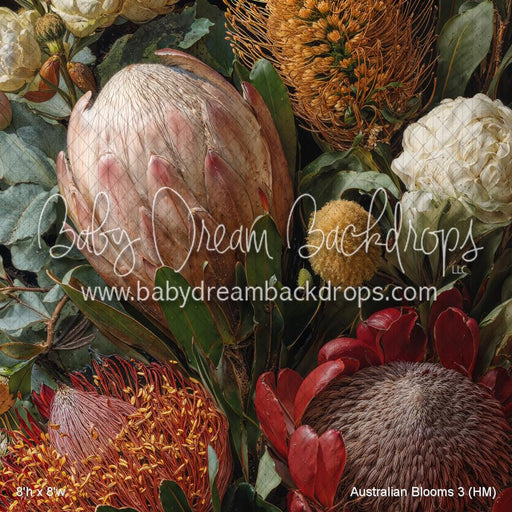 Australian Blooms 3 (HM)