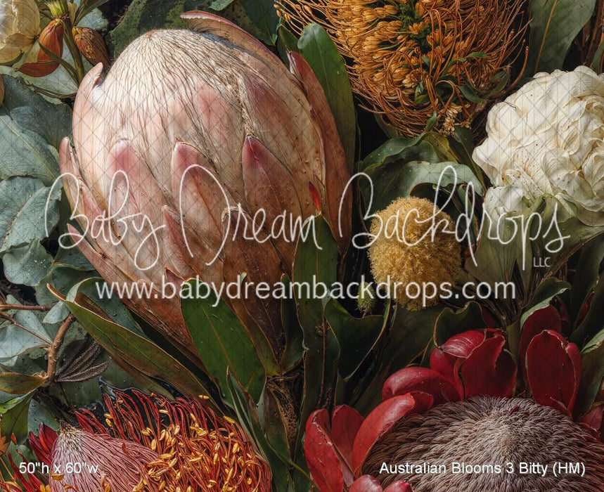 Australian Blooms 3 Bitty (HM)