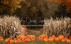 Autumn Acres Pumpkin Path (JA)