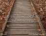 Autumn Boardwalk Forest (GO)