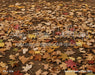 Autumn Station Floor (BD)
