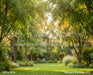 Backyard Afternoon (CC)