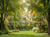 Backyard Afternoon (CC)