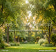 Backyard Afternoon (CC)