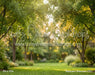 Backyard Afternoon (CC)