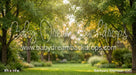 Backyard Afternoon (CC)