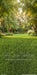 Backyard Afternoon Sweeps (CC)