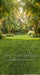 Backyard Afternoon Sweeps (CC)