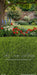 Backyard Summer Oak Sweeps (CC)