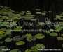 Beautiful Bayou Fabric Floor (CC)