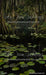 Beautiful Bayou Sweeps (CC)