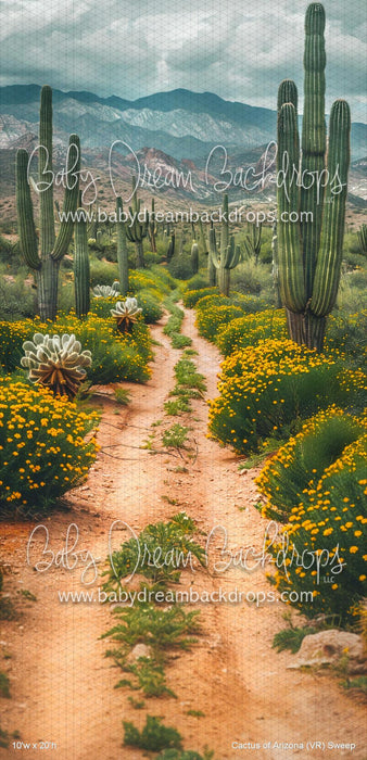 Cactus of Arizona Sweep (VR)