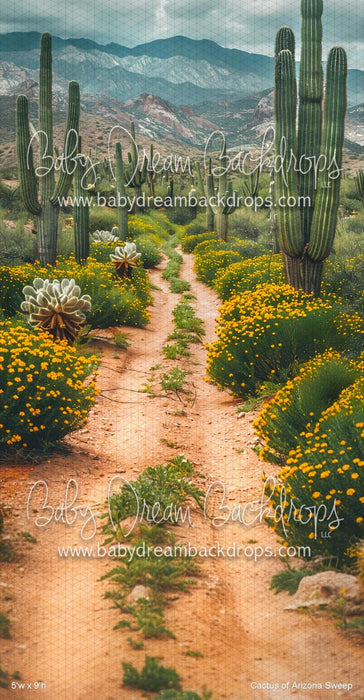 Cactus of Arizona Sweep (VR)