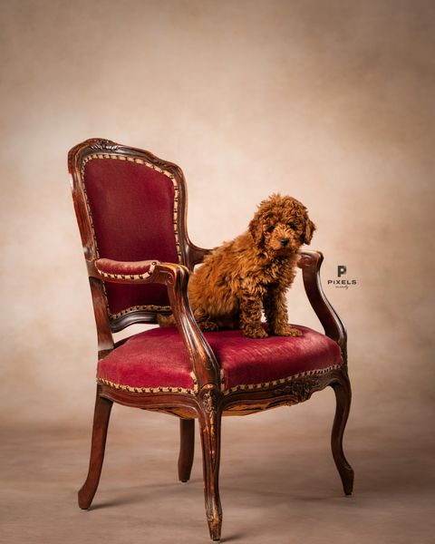 Sweeps Allure Creamy Cappuccino