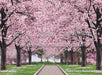 Cheery Cherry Blossoms (HL)