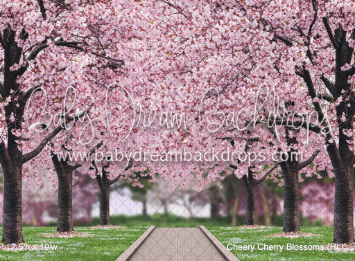 Cheery Cherry Blossoms (HL)