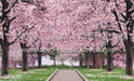Cheery Cherry Blossoms (HL)