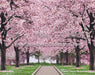 Cheery Cherry Blossoms (HL)
