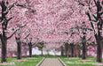 Cheery Cherry Blossoms (HL)