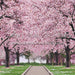 Cheery Cherry Blossoms (HL)