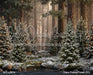 Claus Fishing Forest (CC)