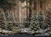 Claus Fishing Forest (CC)