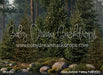 Claus Summer Fishing Pond (CC)
