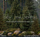 Claus Summer Fishing Pond (CC)