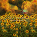 Country Fall Sunflowers (CC)