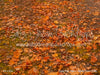 Cozy Fall Stand Fabric Floor (CM)