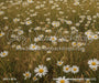 Divine Daisy Meadow Fabric Floor (CC)