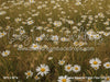 Divine Daisy Meadow Fabric Floor (CC)