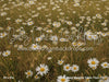 Divine Daisy Meadow Fabric Floor (CC)