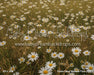 Divine Daisy Meadow Fabric Floor (CC)