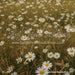 Divine Daisy Meadow Fabric Floor (CC)
